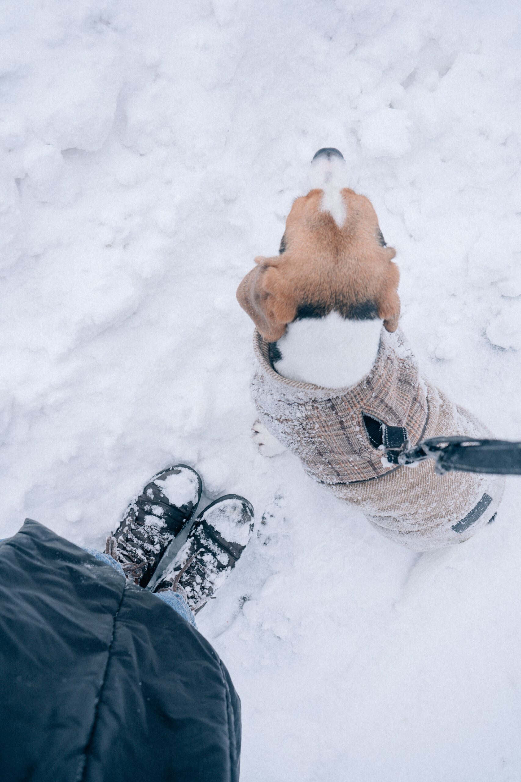 Chaleco Polar para Perros