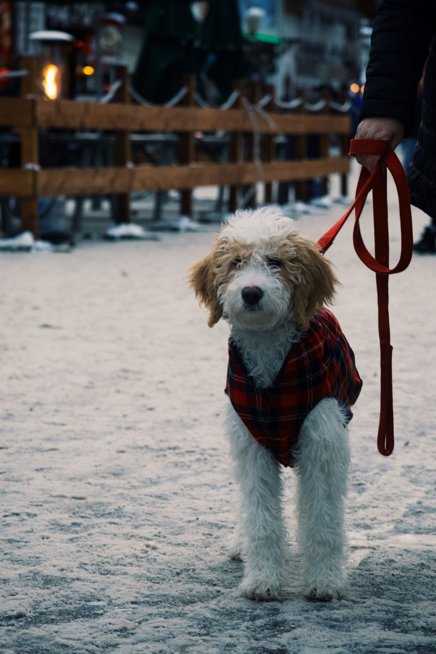 Chaleco Polar para Perros
