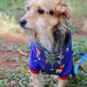 Polera Básica para Perros