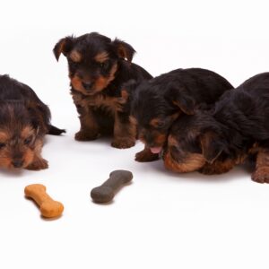 Alimento Premium Cachorro