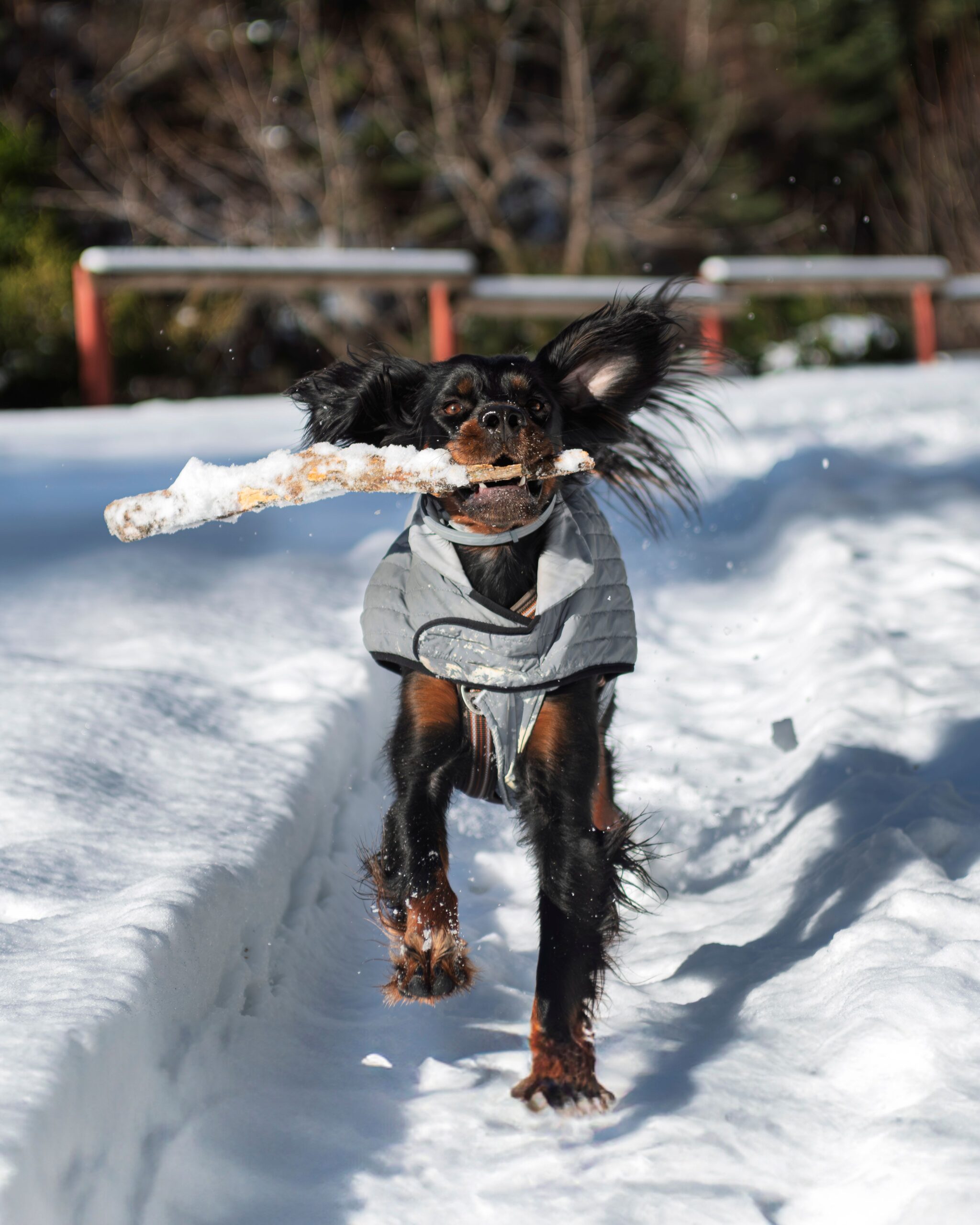 Chaleco Polar para Perros