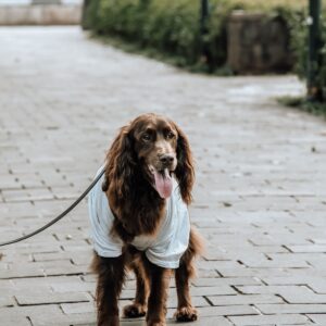 Polera Deportiva para Perros