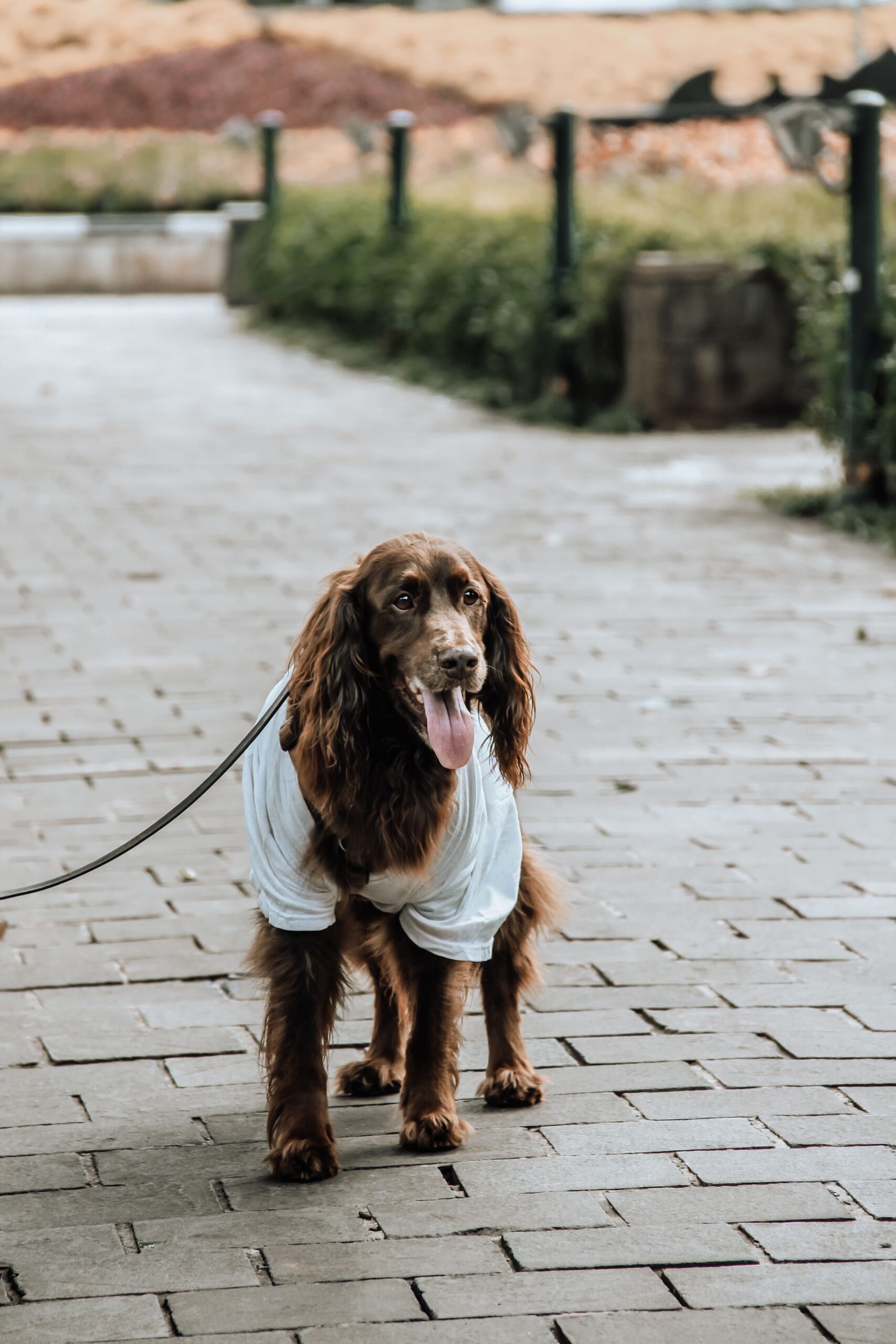 Polera Deportiva para Perros