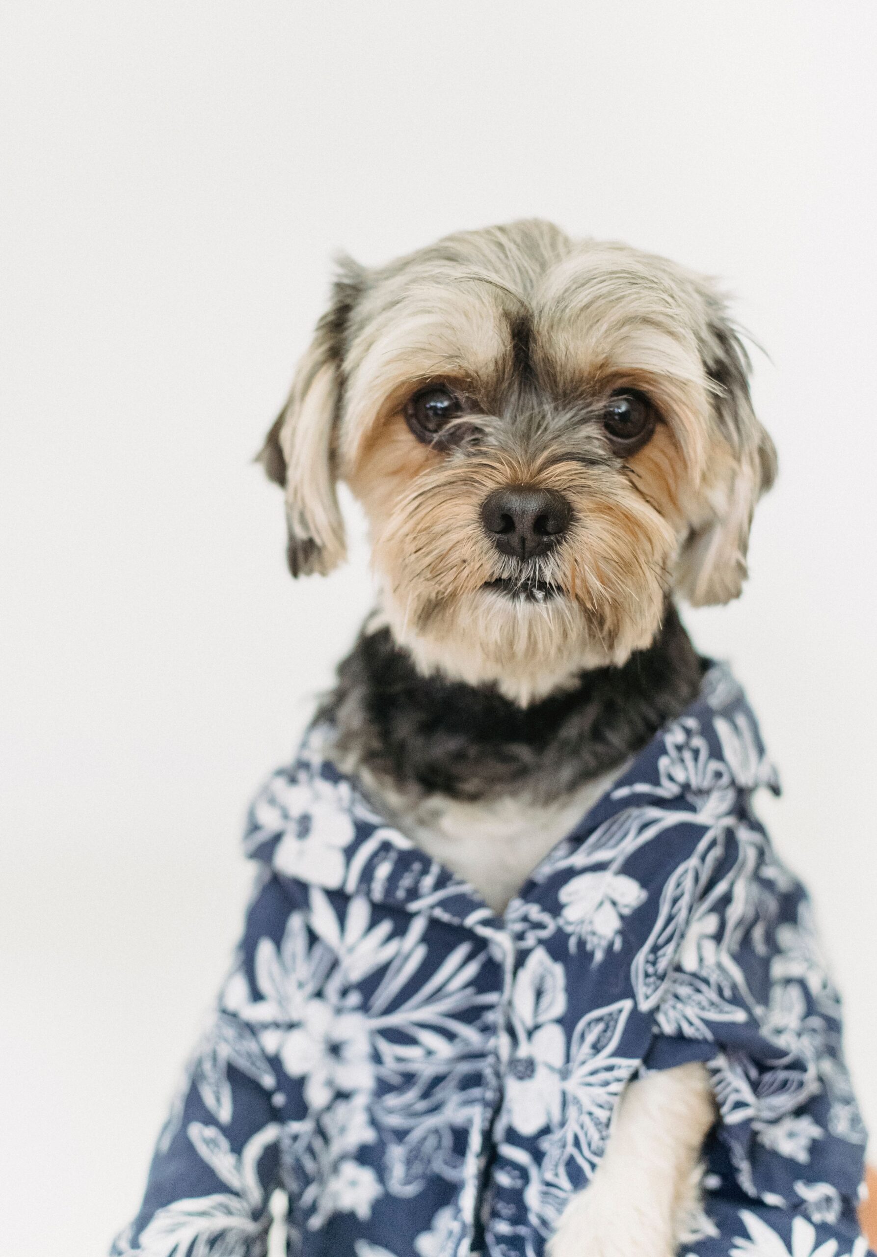 Polera Deportiva para Perros