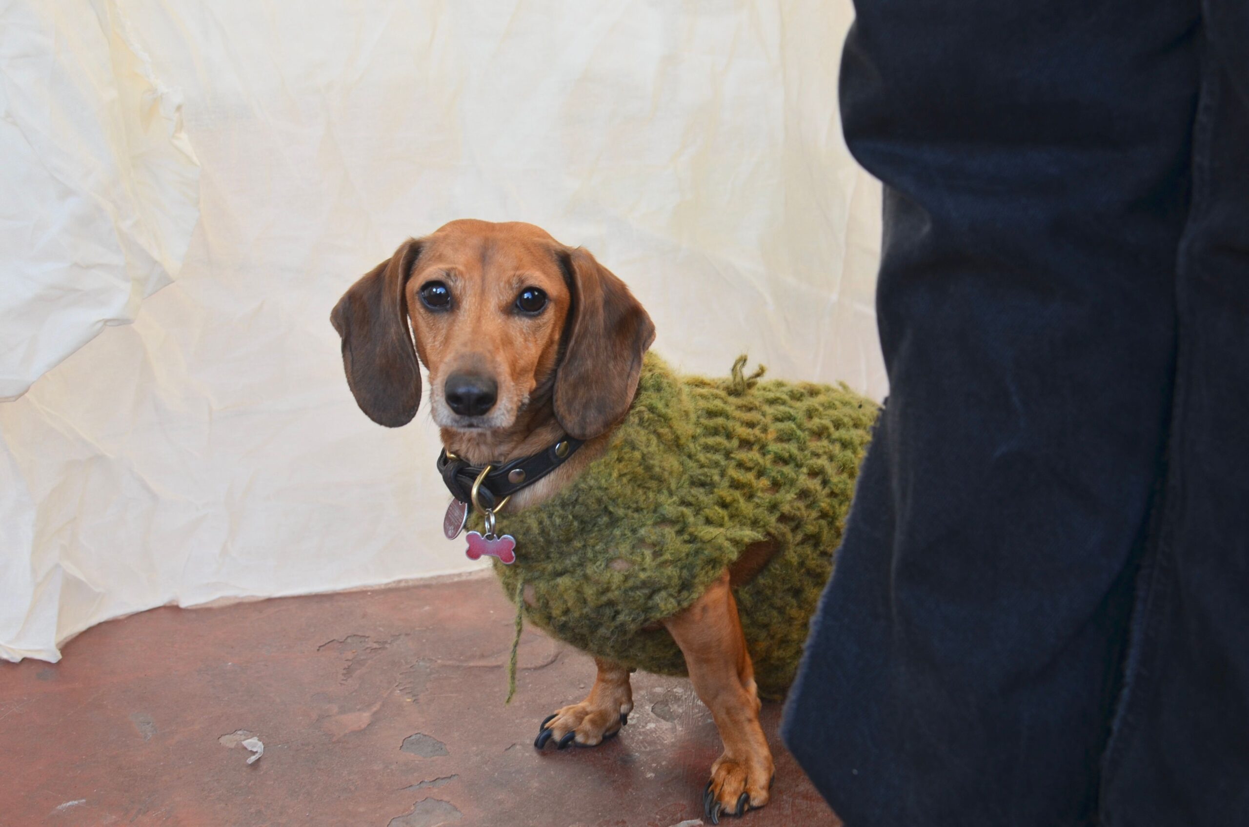 Suéter Tejido para Perros