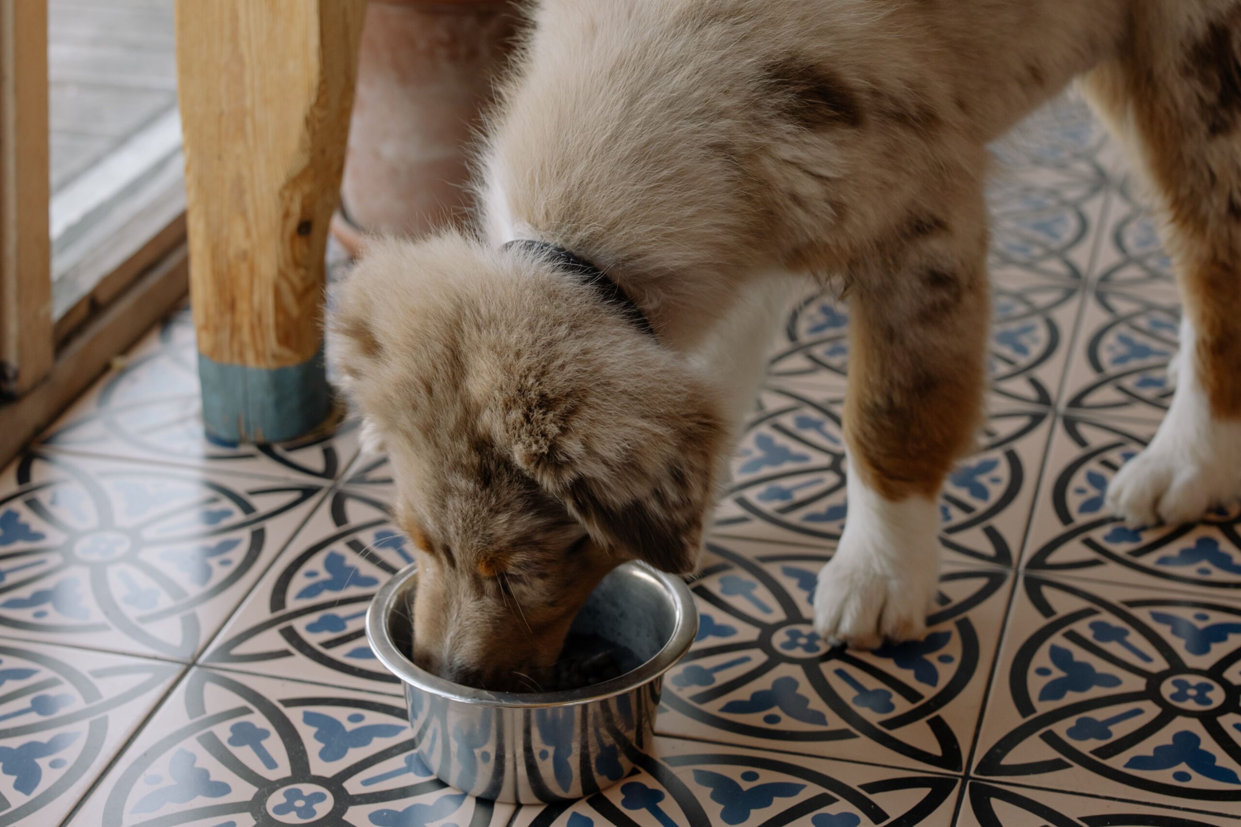 Alimento Premium Cachorro