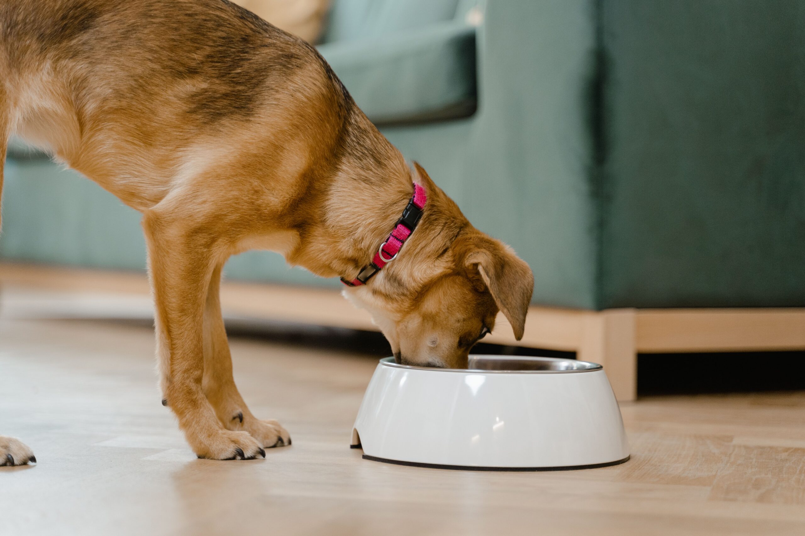 Alimento Premium Cachorro